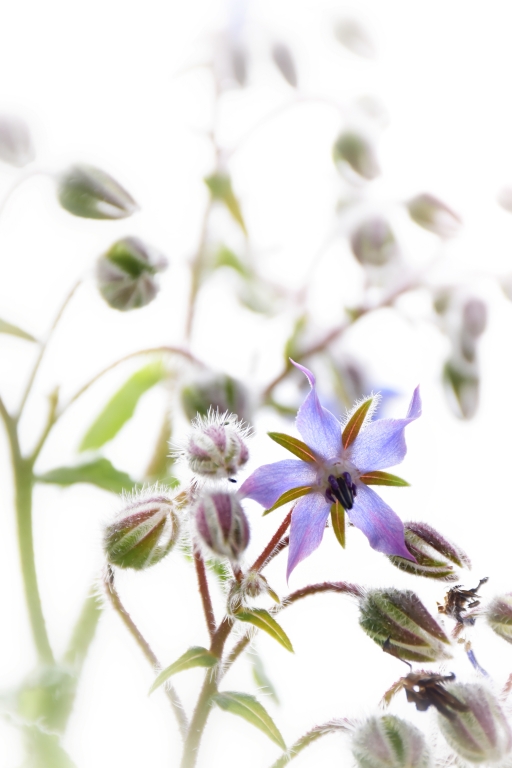 Il fiore della borraggine