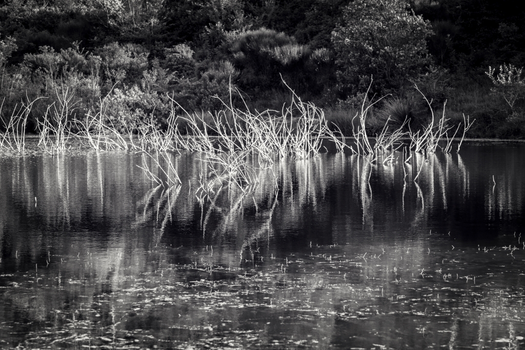 LO STAGNO