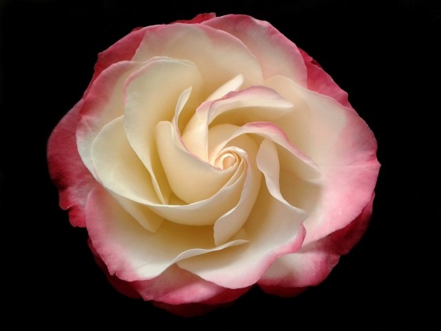 rosa ornamentale ,varietà  " nostalgie" · buddylove