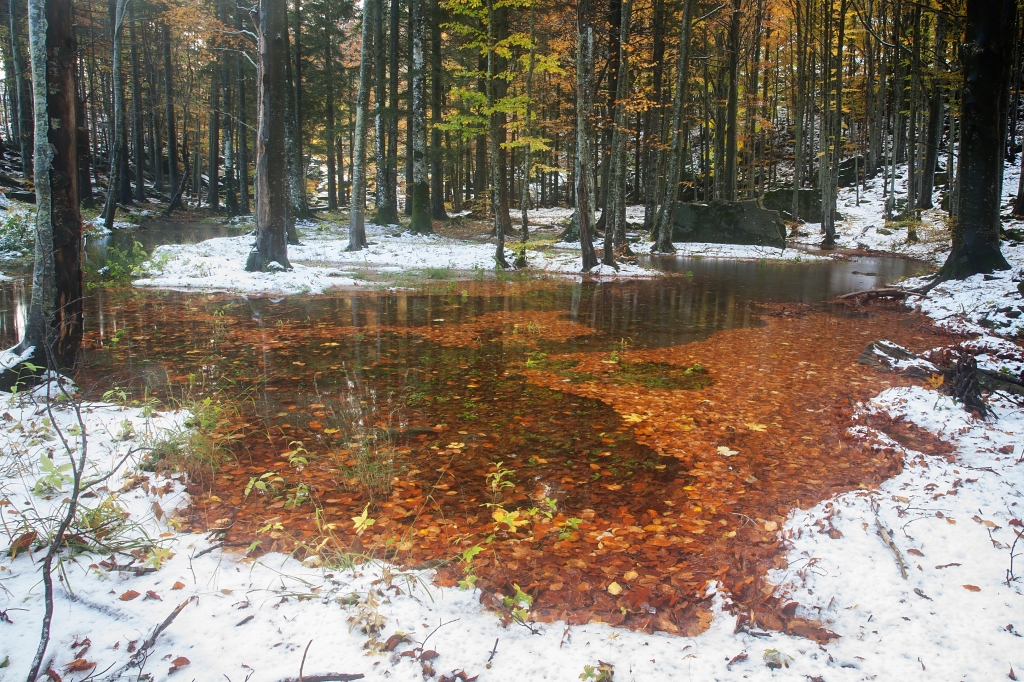 Piccolo lago in autunno