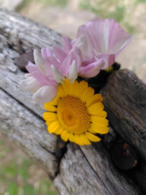 fiori di strada su staccionata
