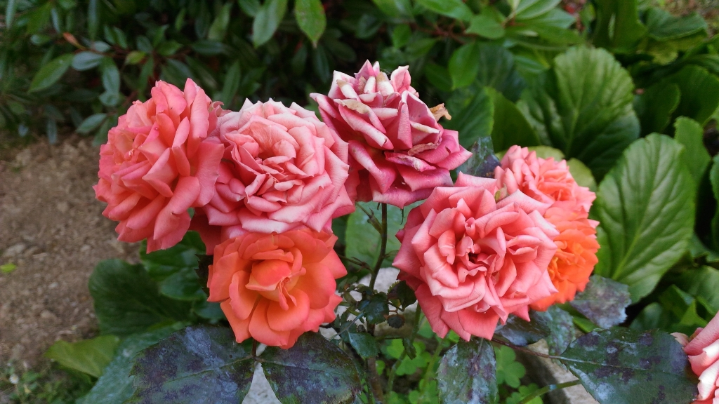 età della rosa