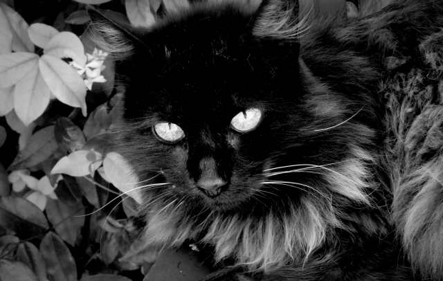 black
