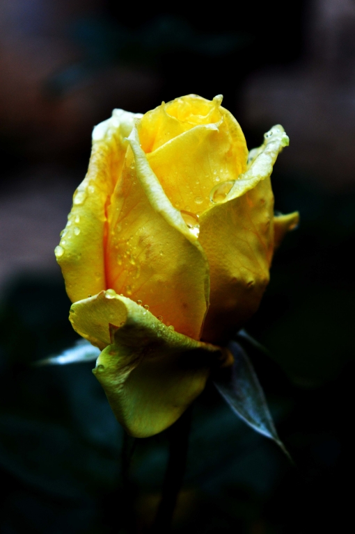 Yellow Rose