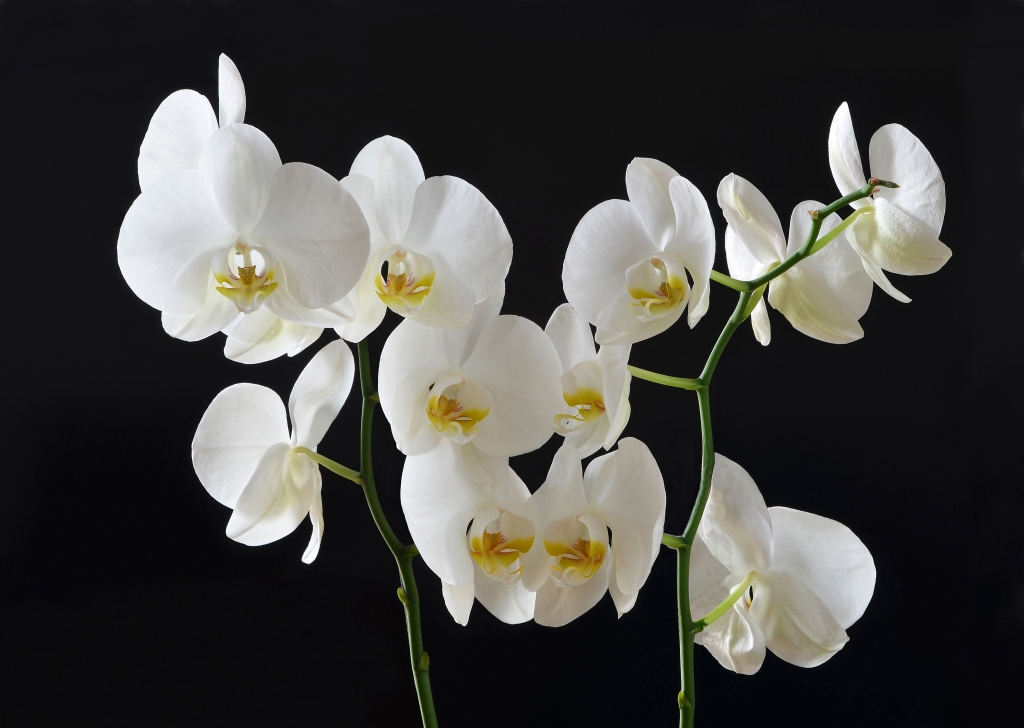 orchidee bianche su sfondo nero