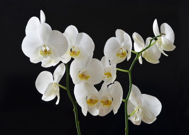 orchidee bianche su sfondo nero