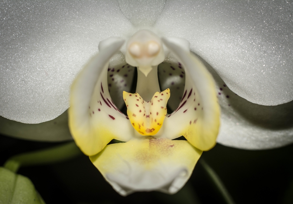 Orchidea