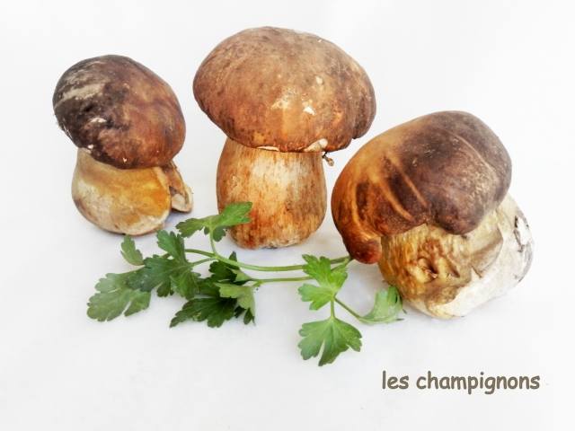 Funghi porcini botanica