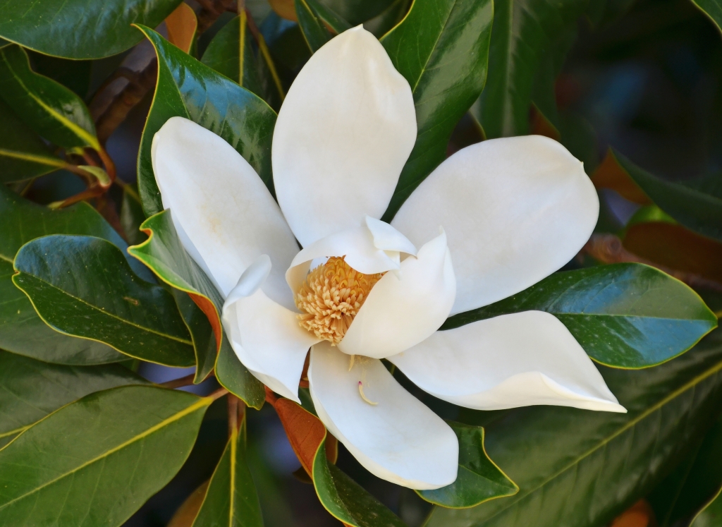 fiore di magnolia grandiflora