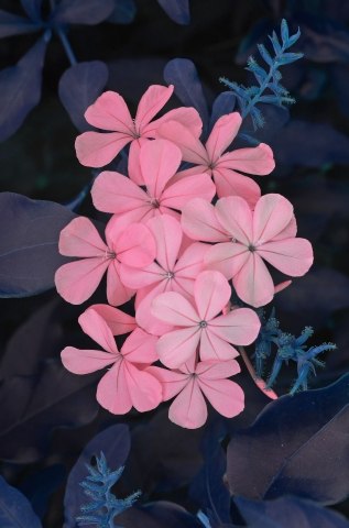 fiori di plumbago di colore rosa