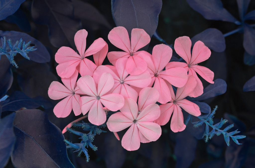 fiori di plumbago