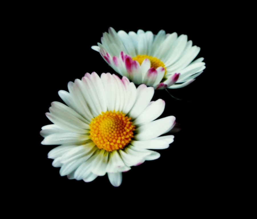 daisy