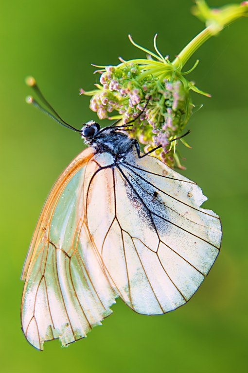 Farfalla
