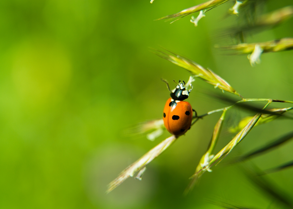 Coccinella
