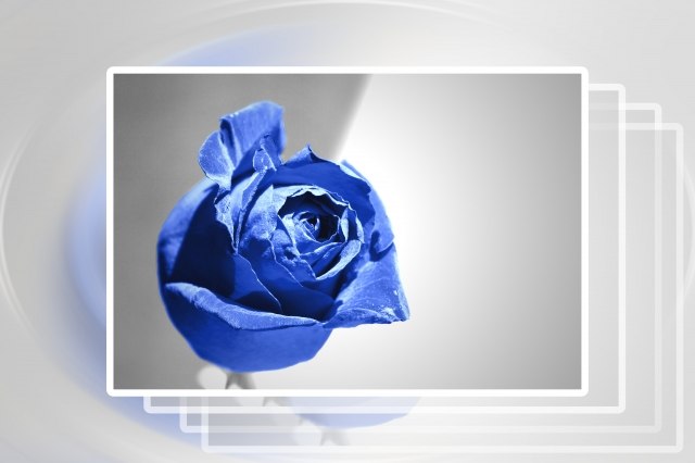 Una rosa blu