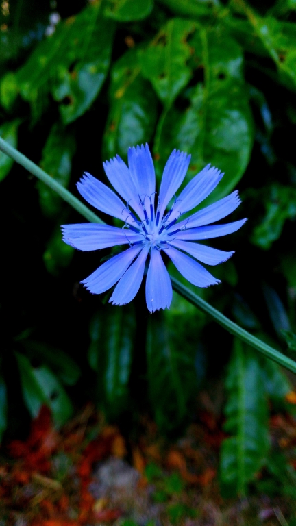chicory....in the garden