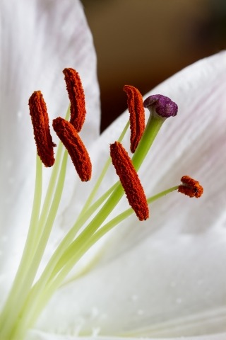 Lilium inside