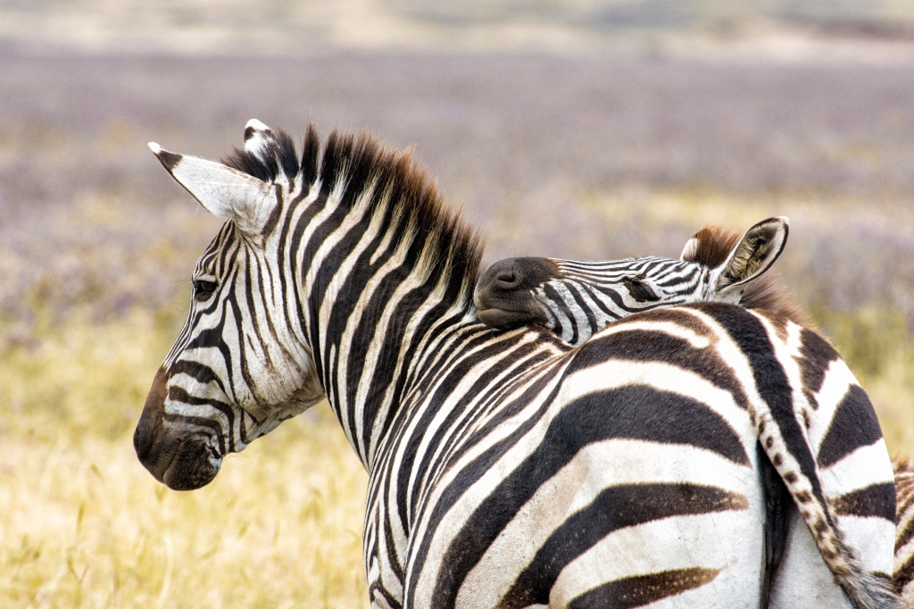 Zebre