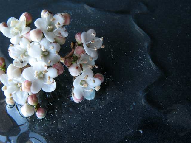 fiori bianchi sull'acqua