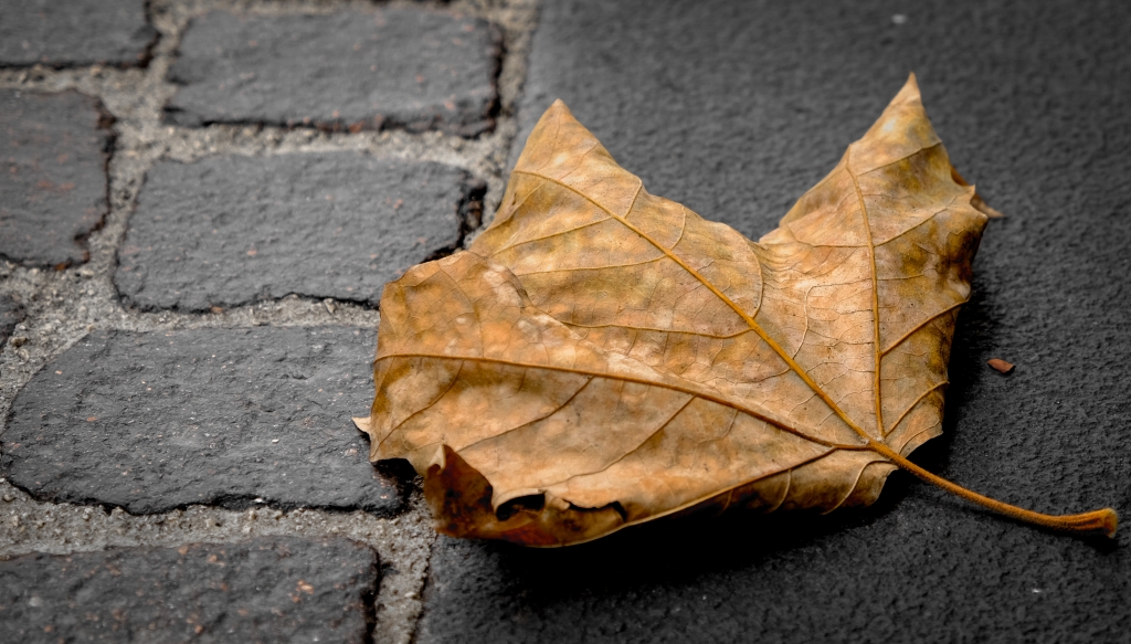 Foglia d'autunno