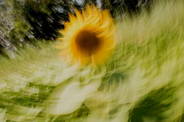 gira girasole