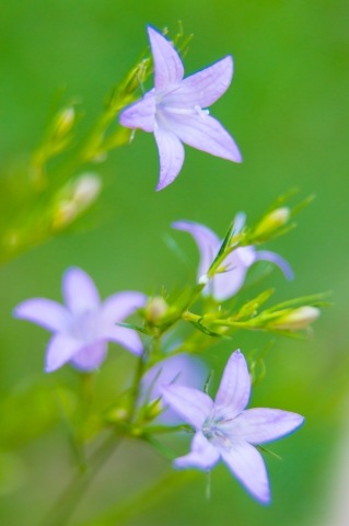 campanelline