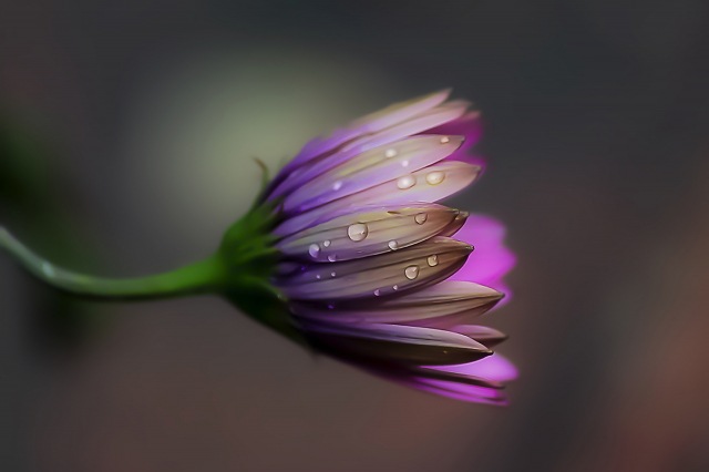 Petali