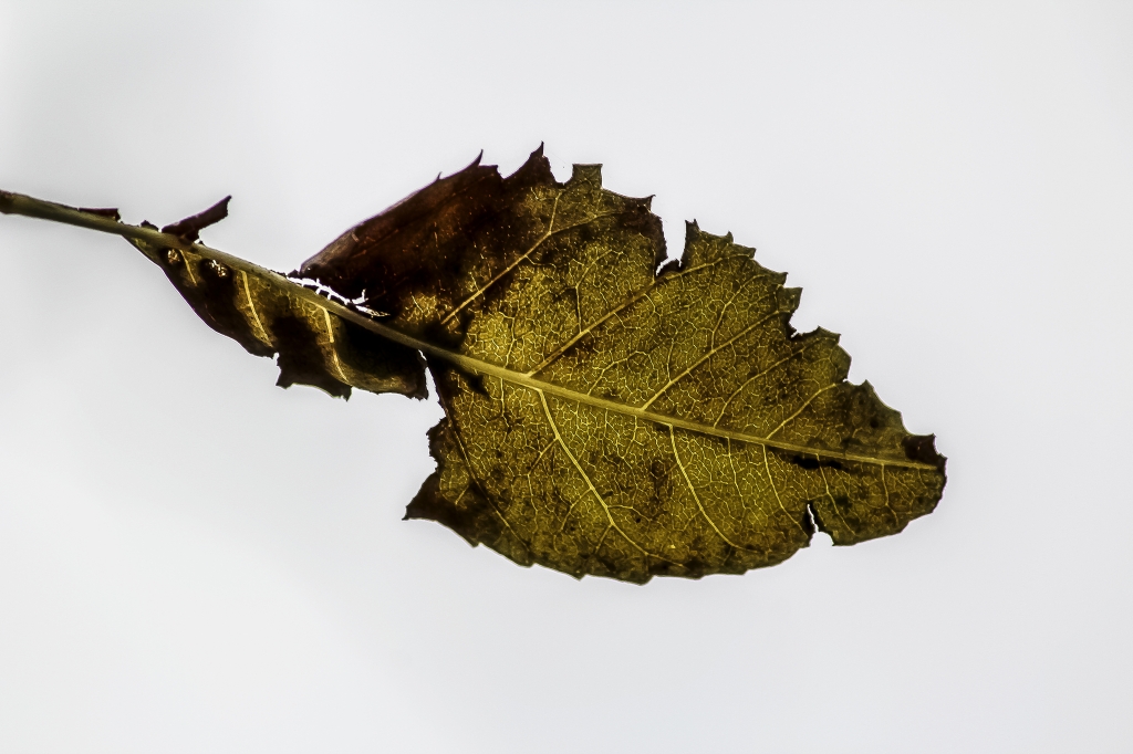 Autunno