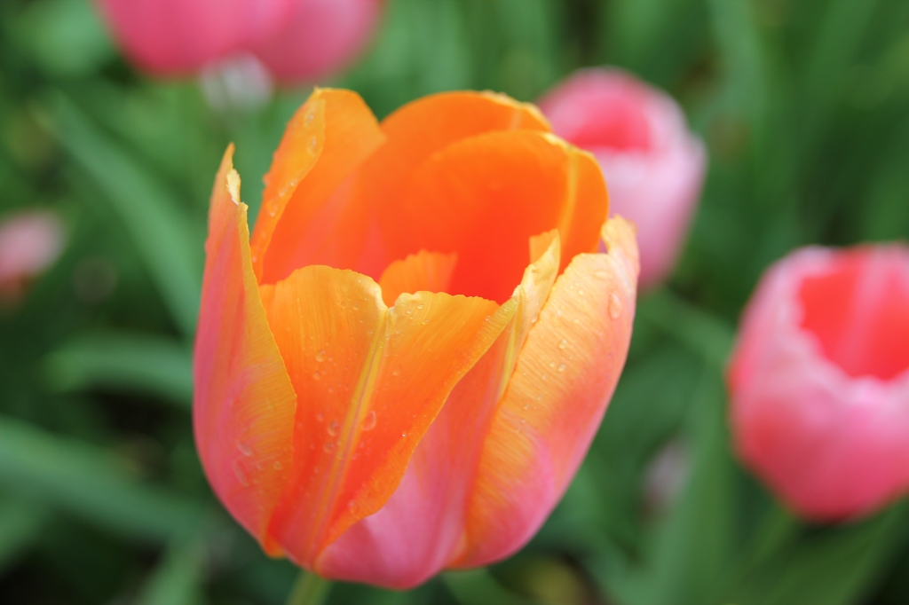 arancio tulipano