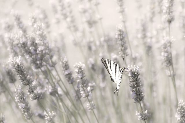 La farfalla tra i fiori di lavanda