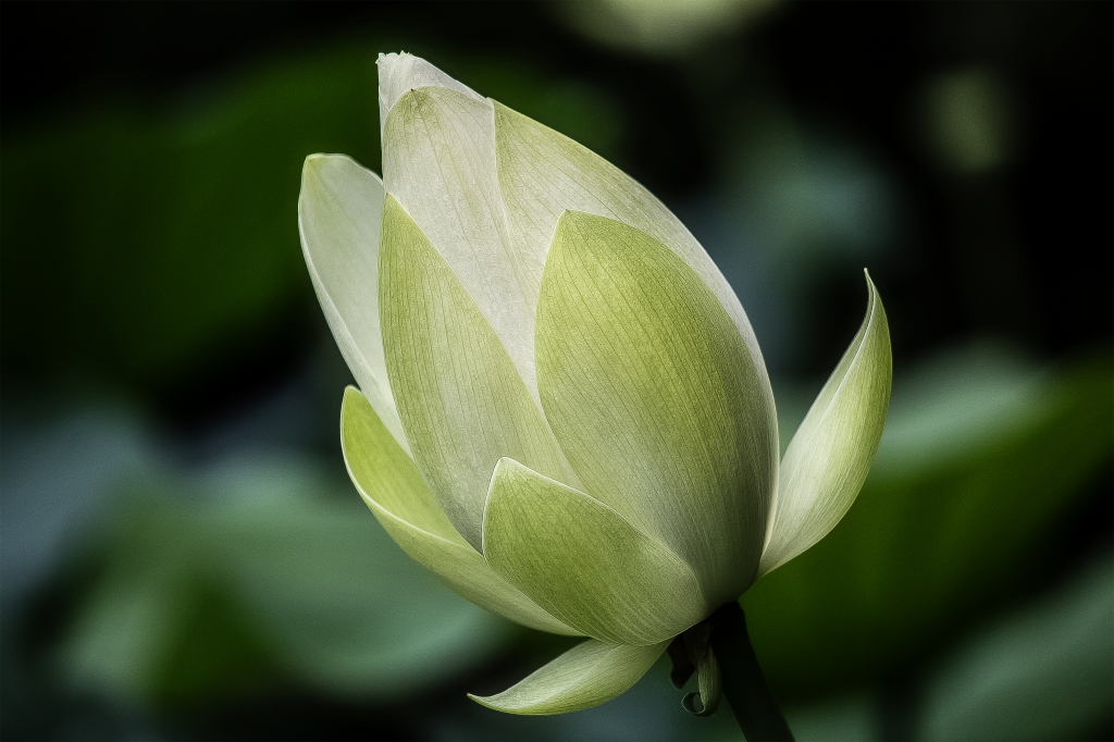 Fiore