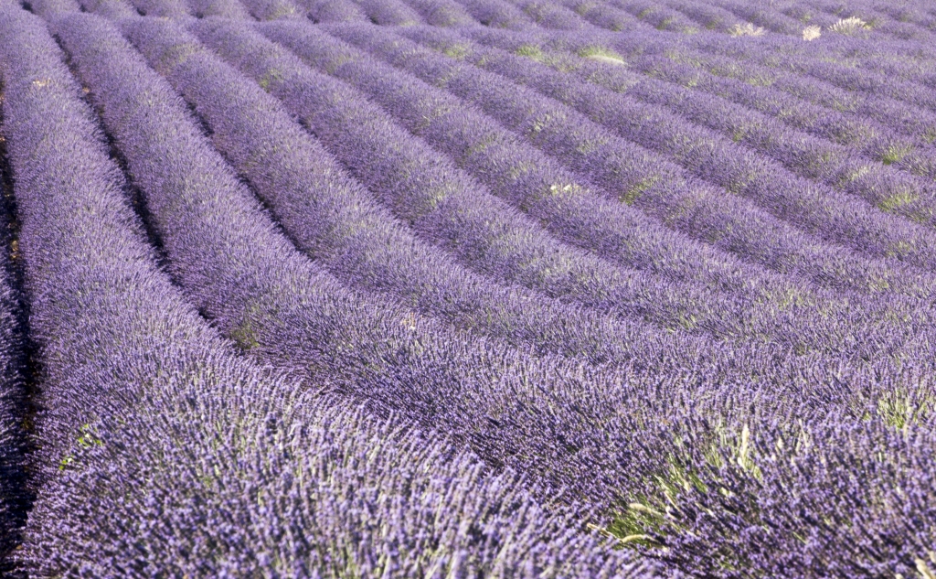 Campi di lavanda in Provenza