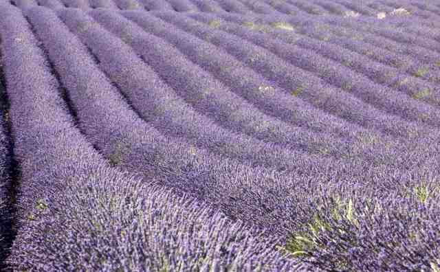 Campi di lavanda in Provenza
