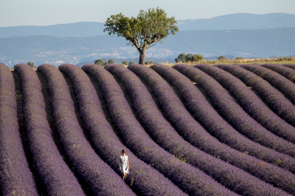 Campi di lavanda in Provenza
