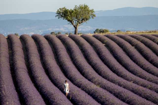 Campi di lavanda in Provenza
