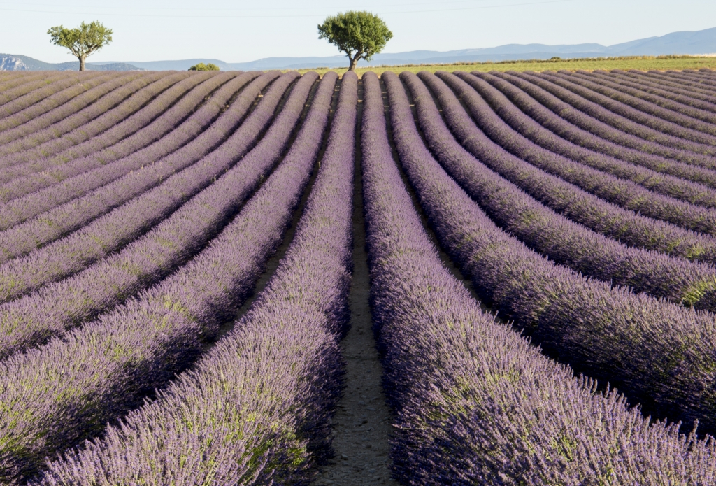Campi di lavanda in Provenza