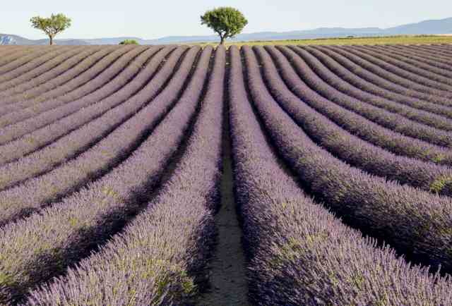 Campi di lavanda in Provenza