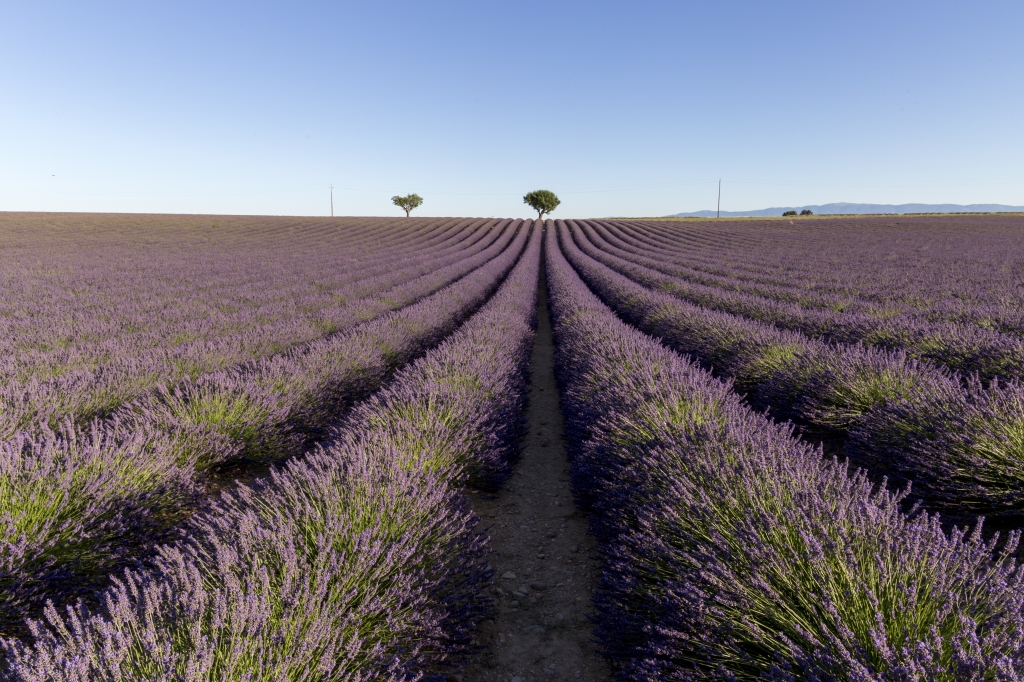Campi di lavanda in Provenza