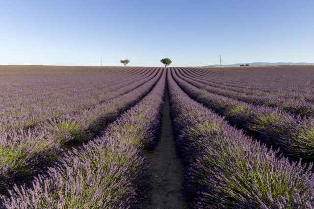 Campi di lavanda in Provenza
