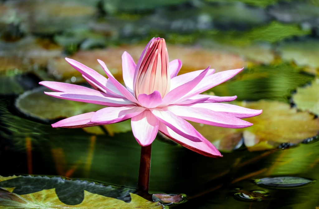 Fiore rosa
