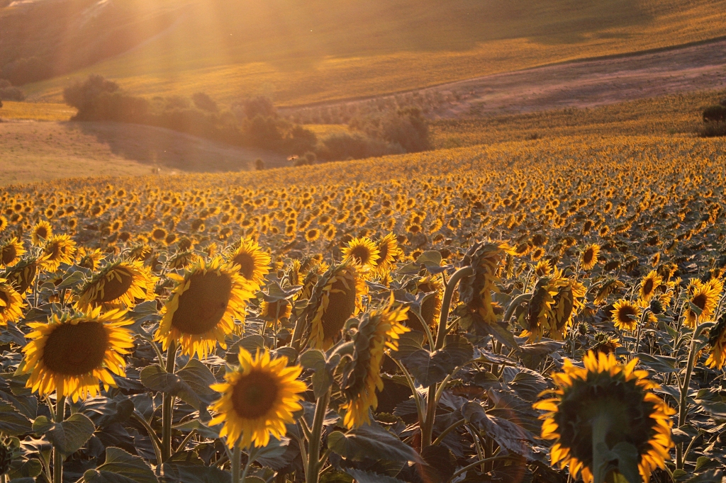 GIRASOLI