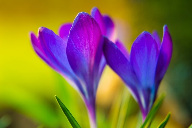 Crocus 5
