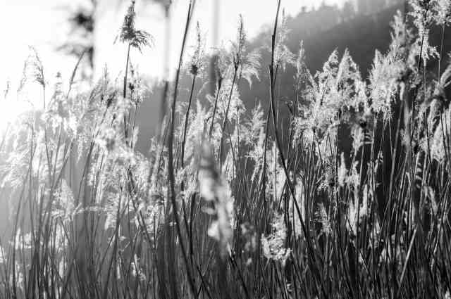 Luce su canneto