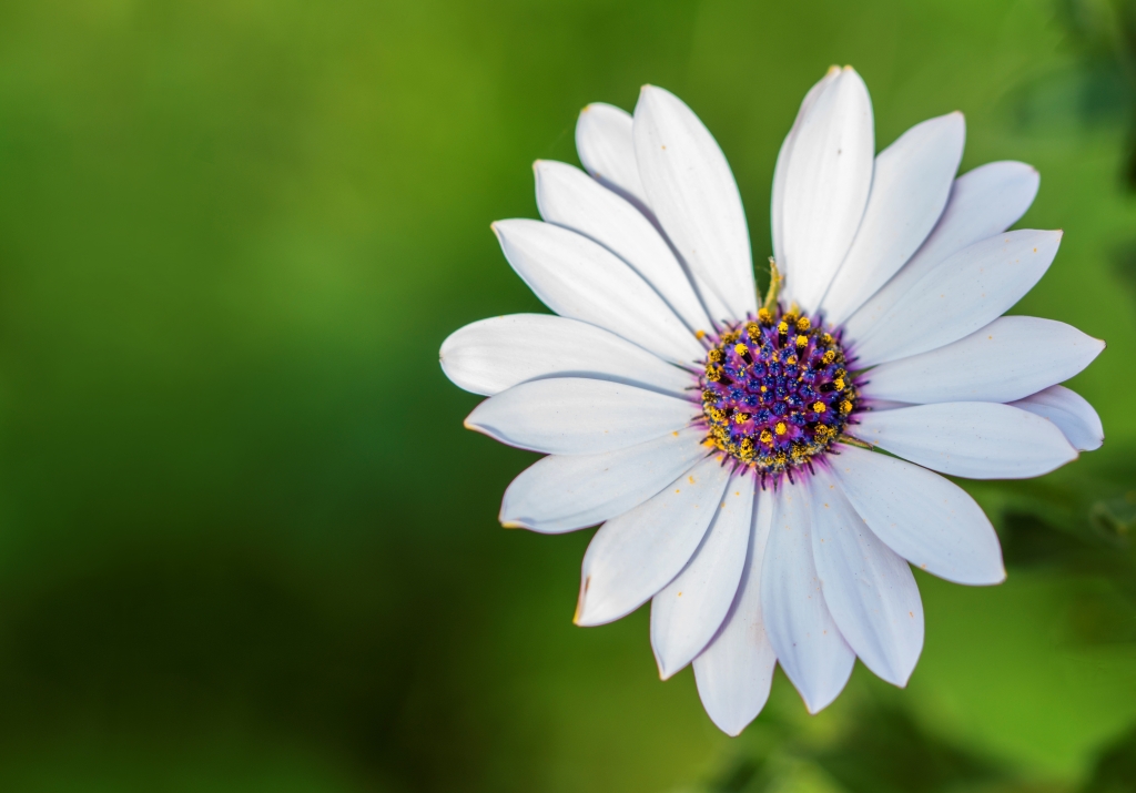 Un fiore di nome Margherita