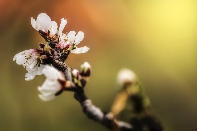 In Fiore