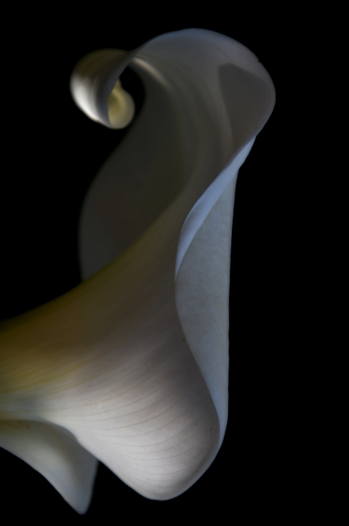La calla