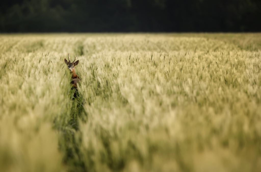 Il curioso capriolo