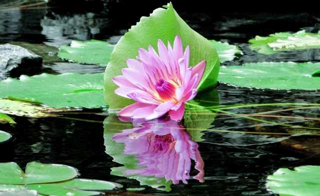 Fioritura a Valeggio sul Mincio · loveombra