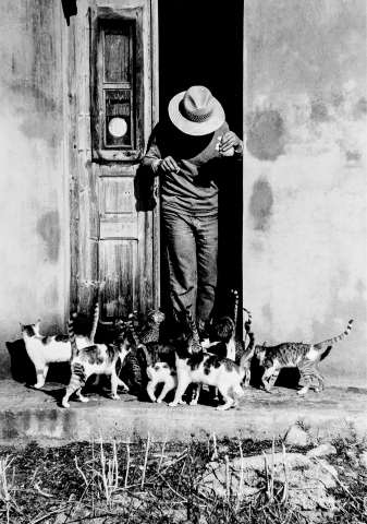 Grecia e gatti in bianco e nero