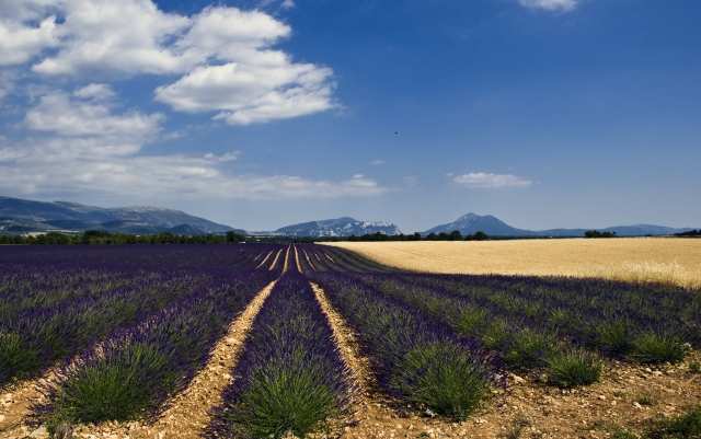 Campi di lavanda